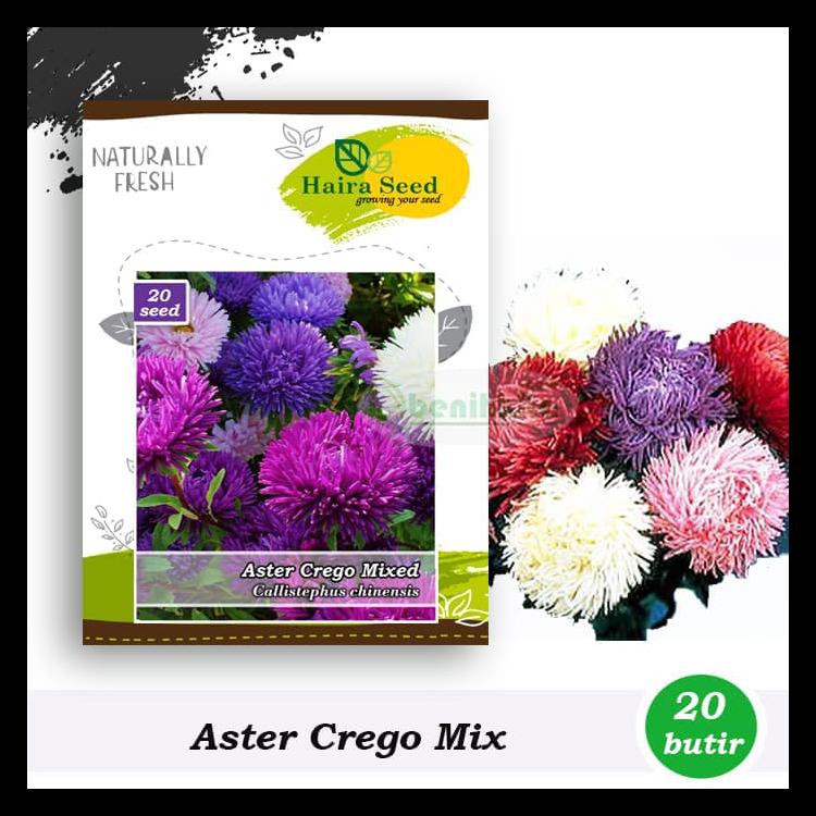 Benih-Bibit Bunga Aster Crego Mix (Haira Seed)
