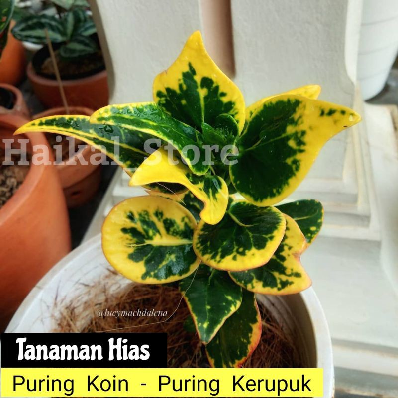 Tanaman Hias puring koin - puring kerupuk - puring koin