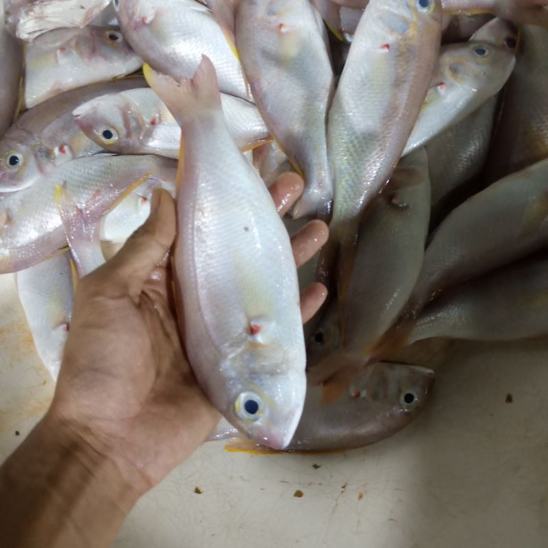 

Ikan Kurisi Fresh 1kg