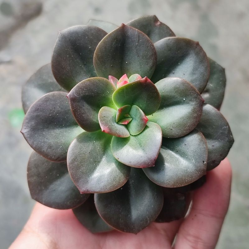 Sukulen Echeveria Chroma