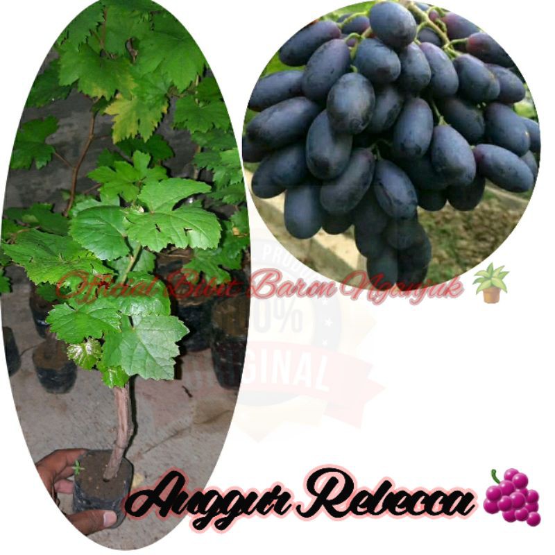ANGGUR REBECCA // ANGGUR IMPORT // BIBIT // TANAMAN // BIBIT ANGGUR IMPORT