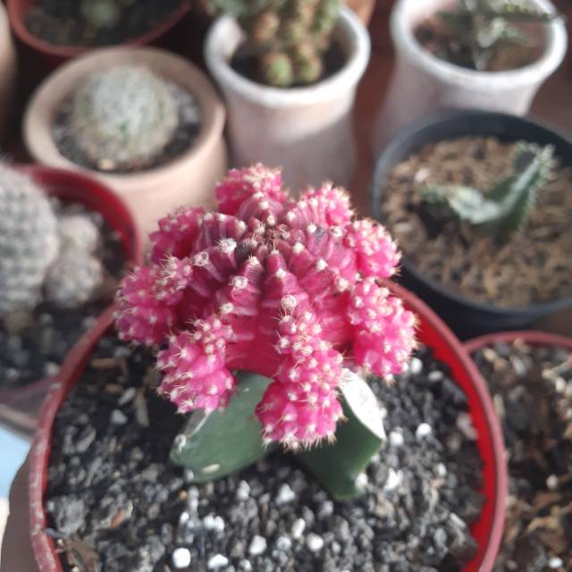 efiphaniemanurung