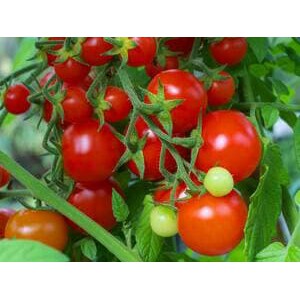 15 tomat cherry red tomato