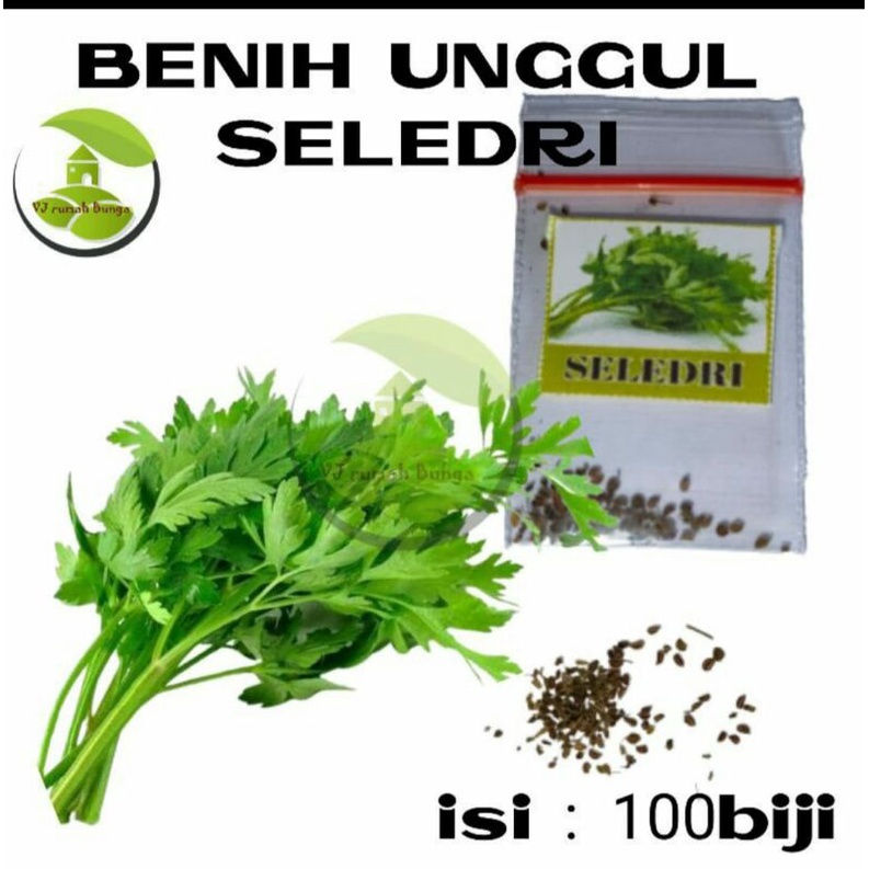 benih bibit  sayuran seledri