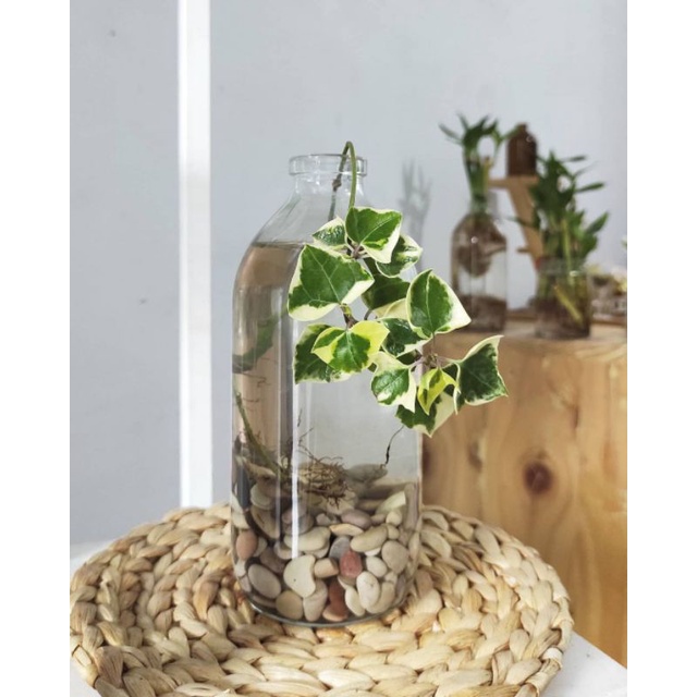 Tanaman IVY Varigata - tanaman bisa hidup di air - tanaman hidup