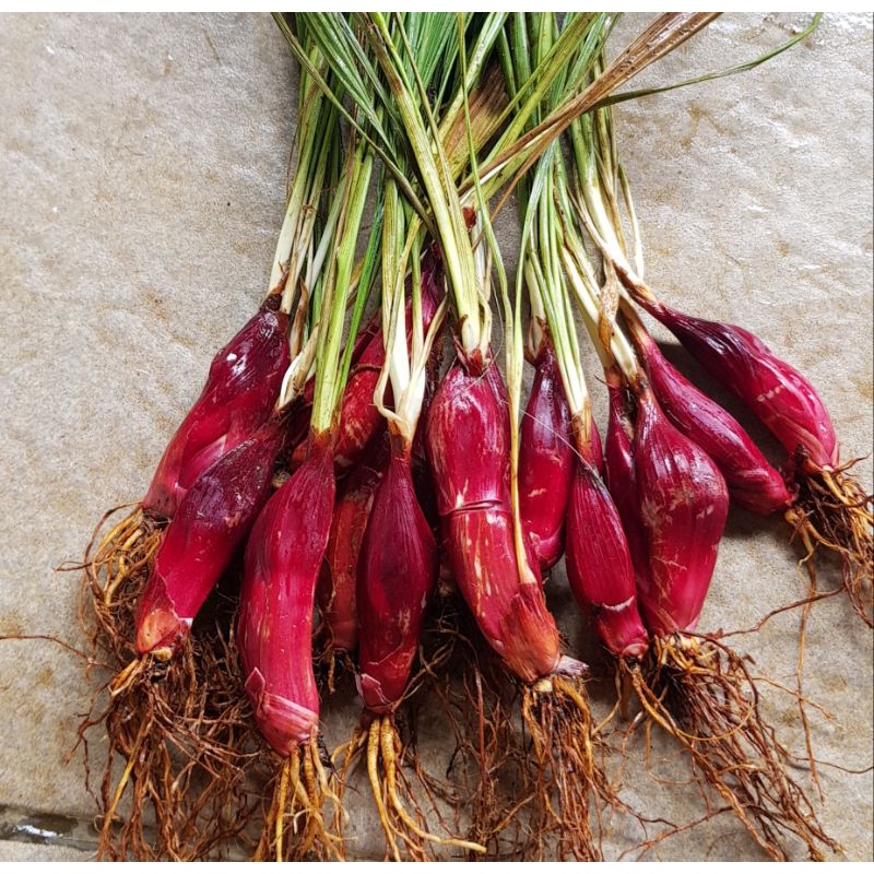 

Bawang Dayak Segar Organik 1 kg untuk pengobatan herbal
