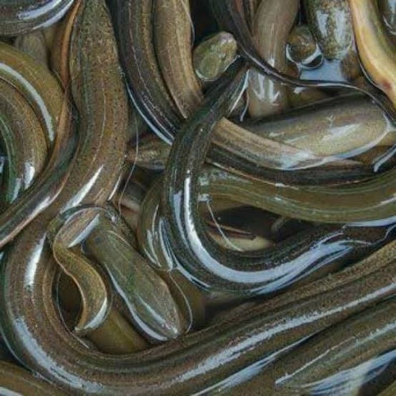 

ikan belut segar setiap pembelian 5 kg bonus ikan segar 1 kg