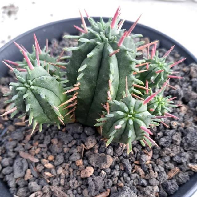 Kaktus sekulen euporbia sub mamilaria