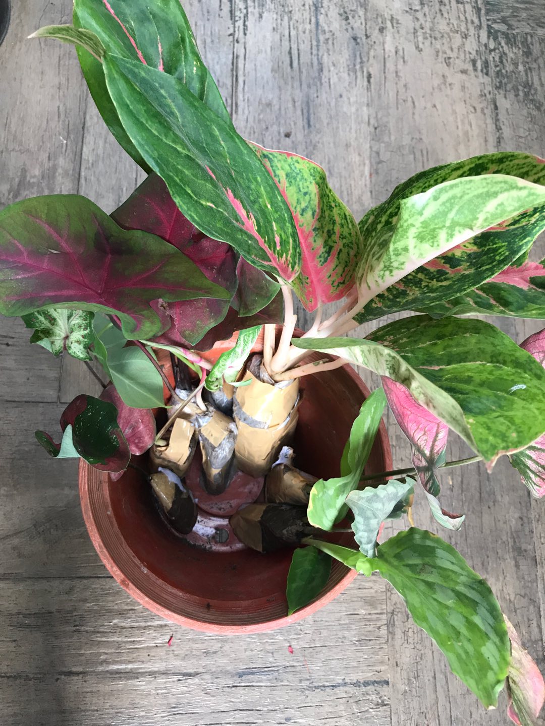 Keladi White Raffles Caladium White Knight