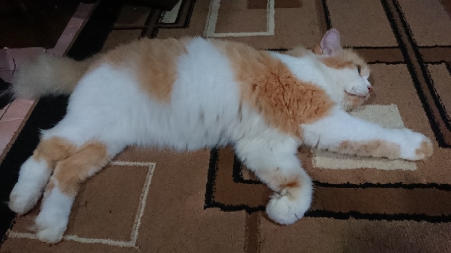 Clemek Anti Air Corak Kartun Transparan