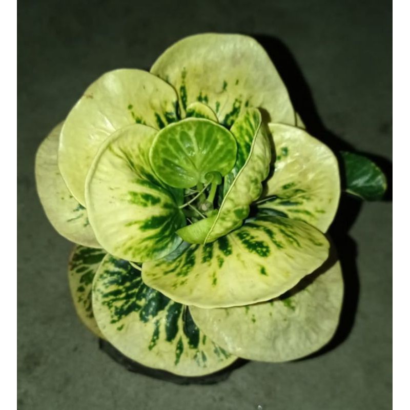 bibit tanaman hias bunga puring apel sritanjung