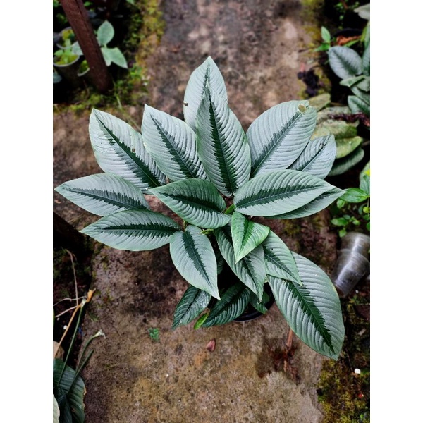 homalomena schismatoglottis hendriki