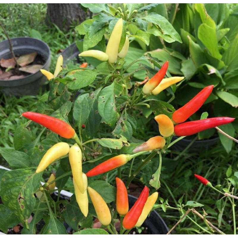 

Bibit Cabe Rawit/Cabai Rawit Pedas