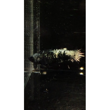 IKAN CUPANG JENIS AVCG (avatar cooper gold) FEMALE