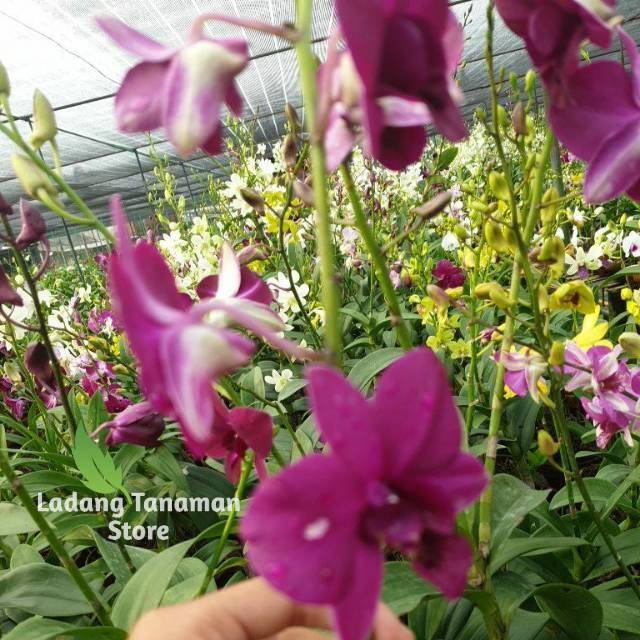 Anggrek dendrobium bunga ungu