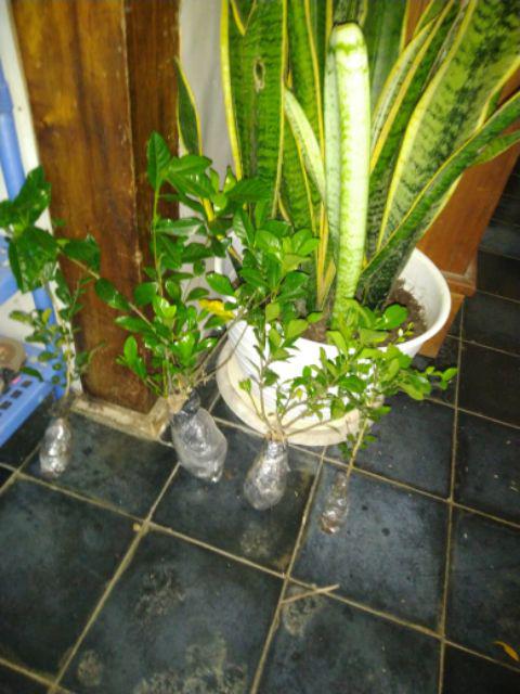 Tanaman Bunga Melati Kaca Piring Bunga Besar Wangi Pecah Piring