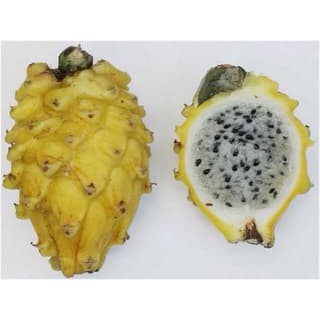 10 biji buah naga kuning yellow dragonfruit
