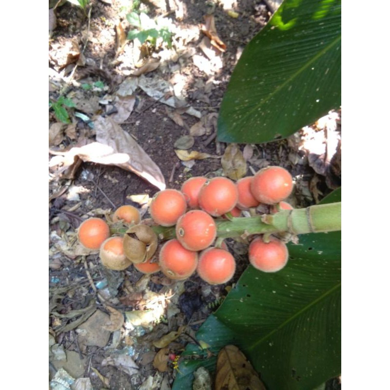 BUAH LAJA GOAH SEGAR 1KG LANGSUNG PETIK / BUAH TEPUS BULU / BUAH LANGKA