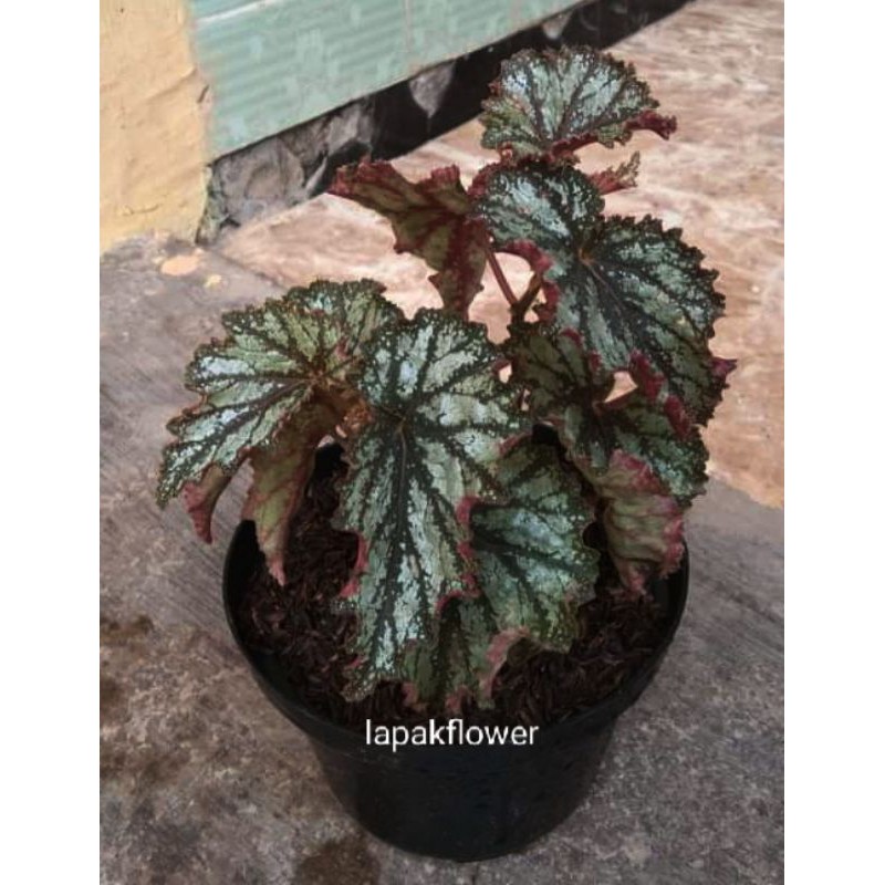 BEGONIA