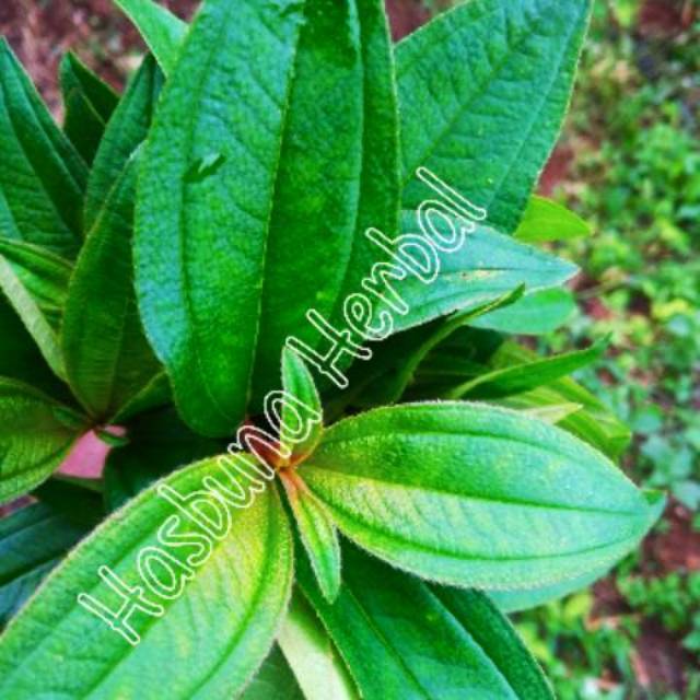 

DAUN SENGGANI/SENDUDUK SEGAR