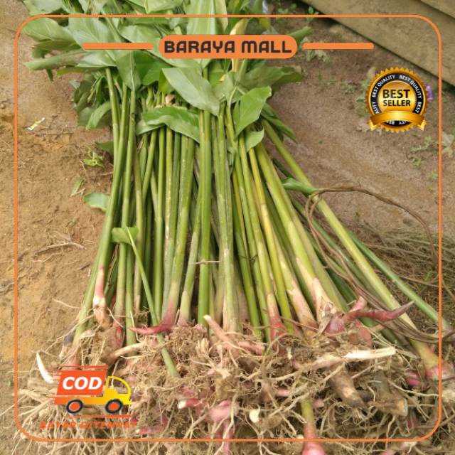 Bibit Kapulaga India Bibit Kapulaga Hibrida Bibit Kapulaga Benih Kapulaga Hibrida Kapulaga Hijau