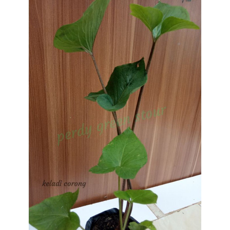 keladi corong mini,batang panjang, (warna batang hijau& ada juga yg hitam)