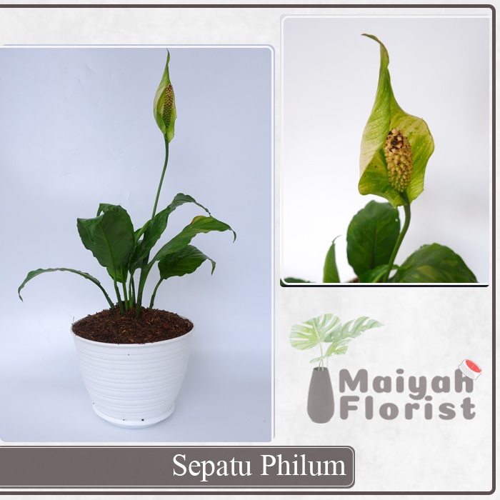 Sepatu Filum - Peace Lily - Spathe Flower -Tanaman Hias