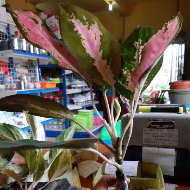 Aglonema Kochin Aglaonema Cochin