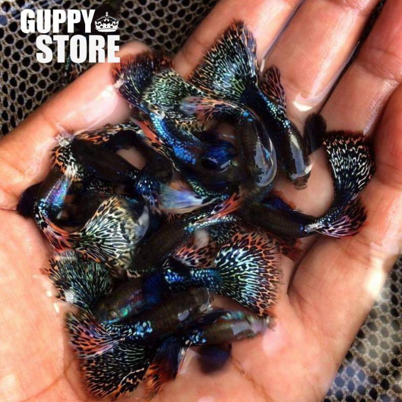 Ready Paket Murah Guppy Dragon  12 Ekor Paket Termurah Ikan Hias