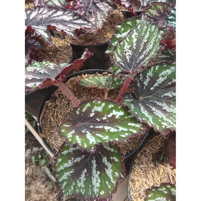 

Begonia rhizomatous kitkat)
