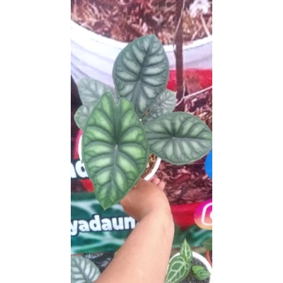 Alocasia Dragon Scale