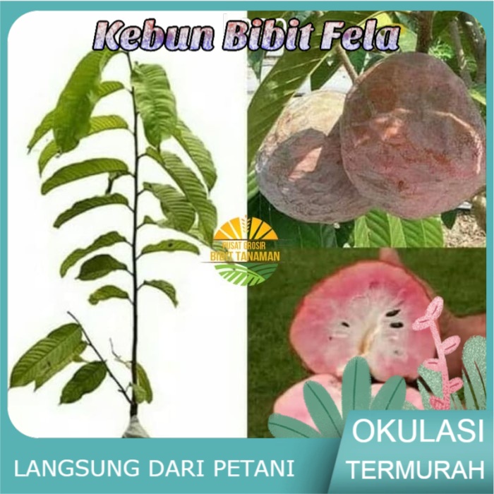 Bibit Buah sirsak merah