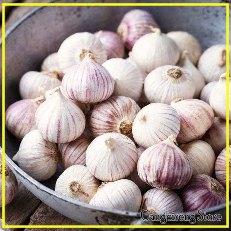 

Bawang Lanang 100 gram