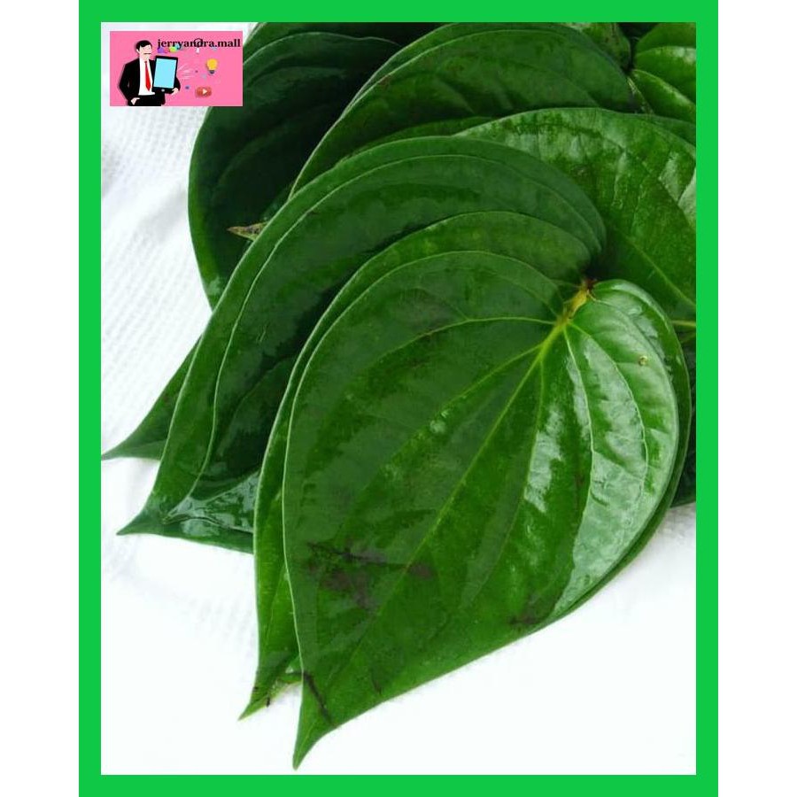 

6Frfr6F- Daun Sirih Segar 7Ut6Re0-