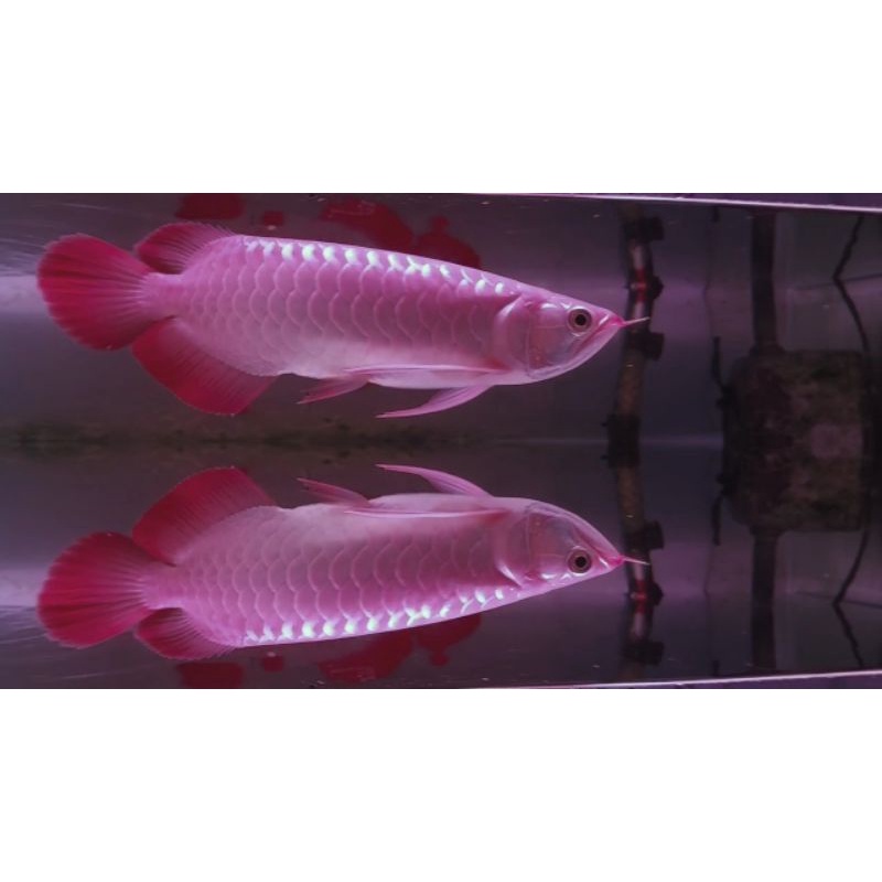 arwana super red 30 cm