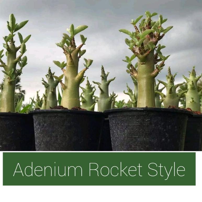 [KODE IJTPZ] SEED IMPORT PREMIUM | SEED SULTAN | ORIGINAL | BERKUALITAS | RAYSH ADENIUM | ADENIUM GO