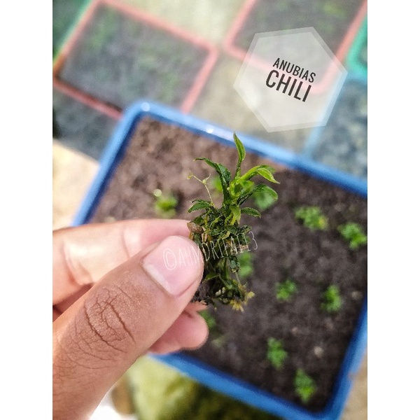 Anubias Chilii Aquascape