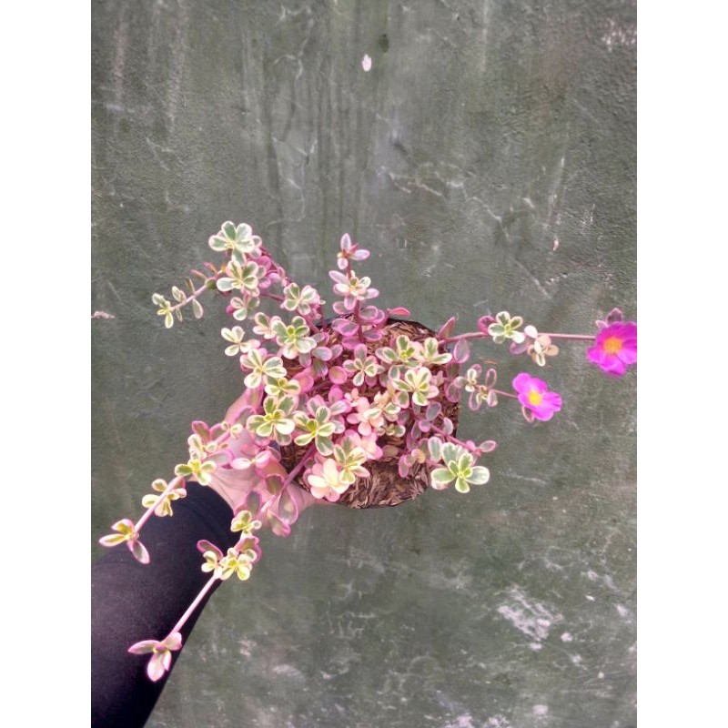 tanaman hias krokot/portulaca pink/varigata