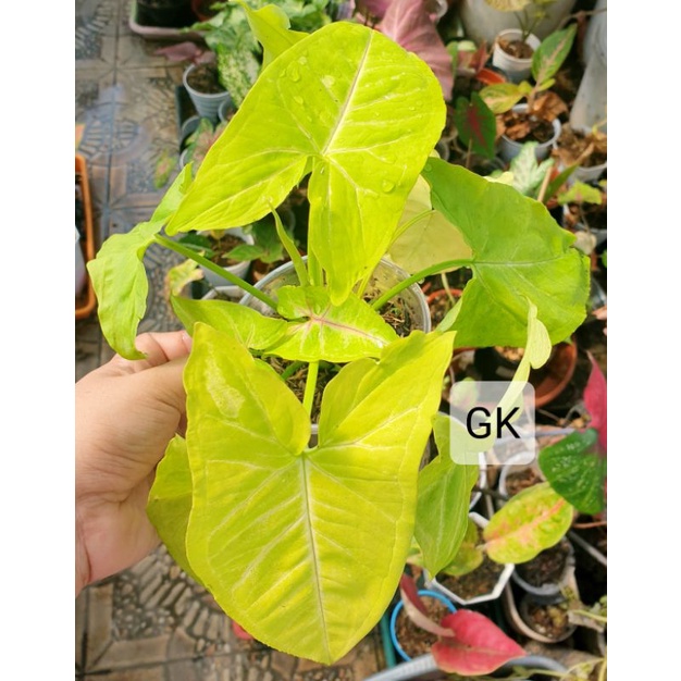 

Syngonium Neon Yellow / Warna stabilo cantik.