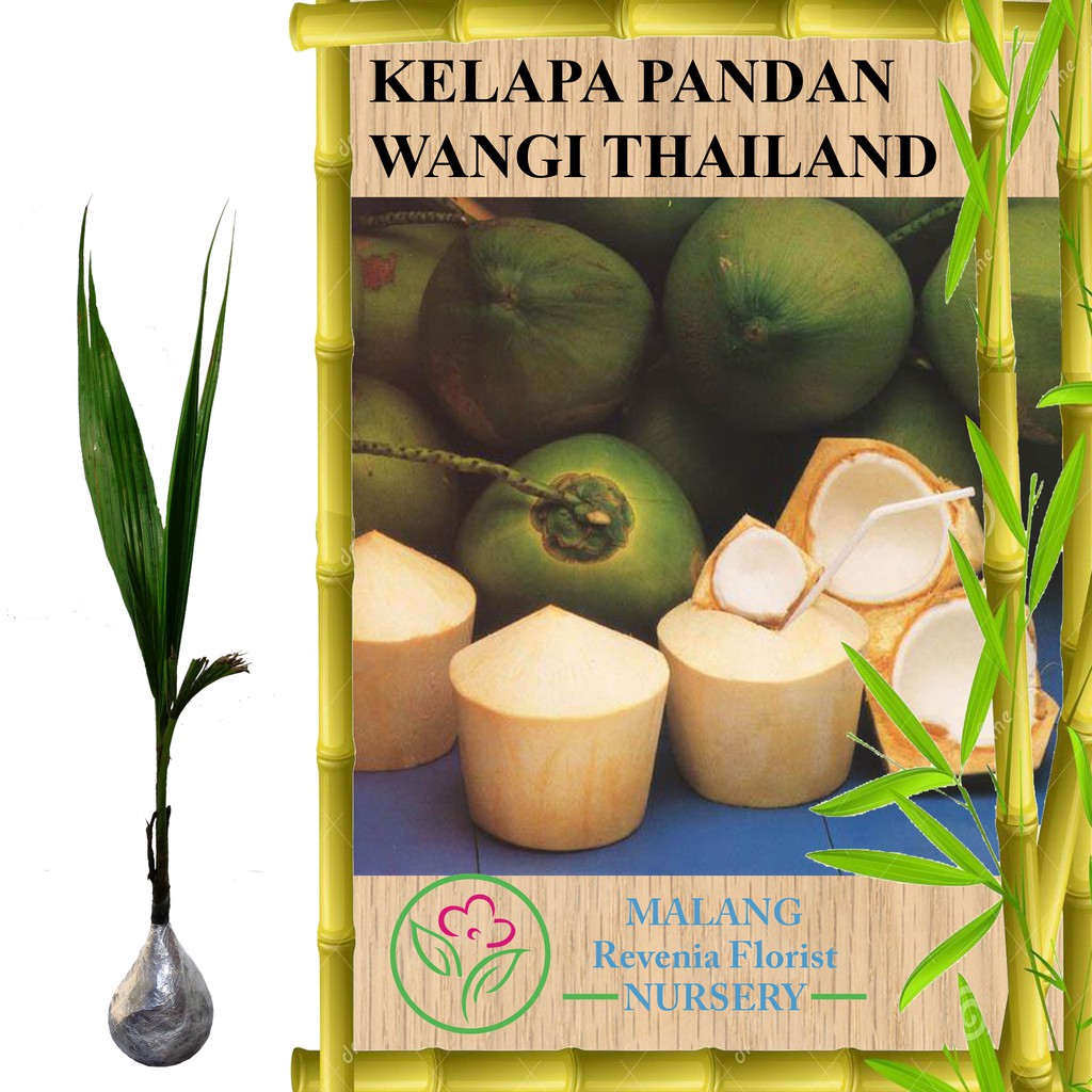 Tanaman Kelapa Pandan Wangi Thailand Tinggi 60 80 Cm Shopee