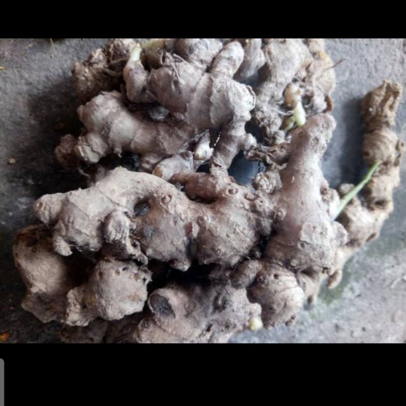 

Jahe Emprit 500 gr