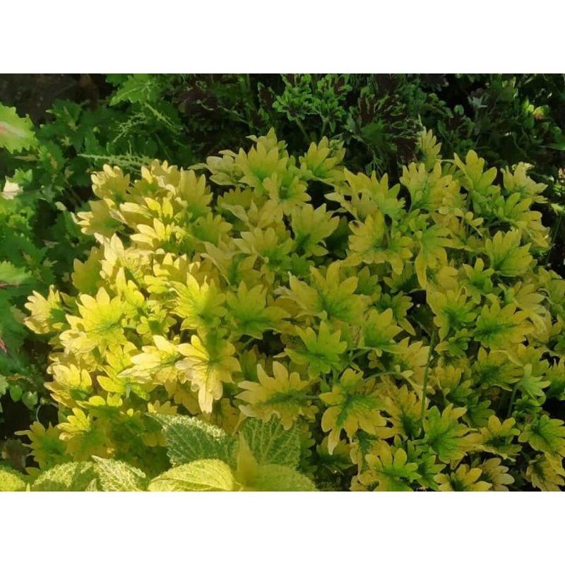 tanaman hias miana premium kuning