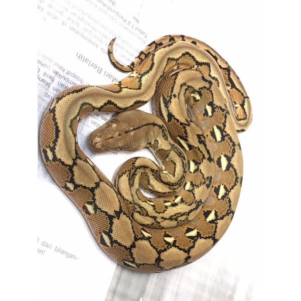 Retic Platinum Line Ivory Semi Stripe