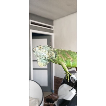 iguana green