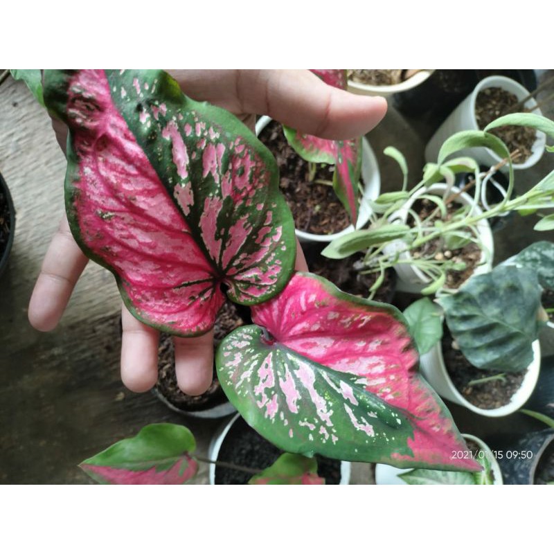 tanaman hias keladi caladium red clone remaja