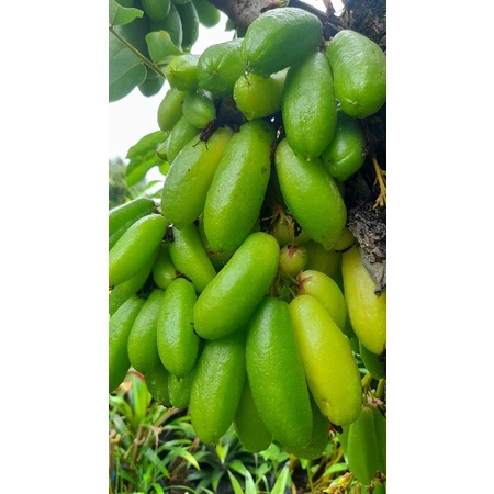 

Belimbing Wuluh Segar 250 gr