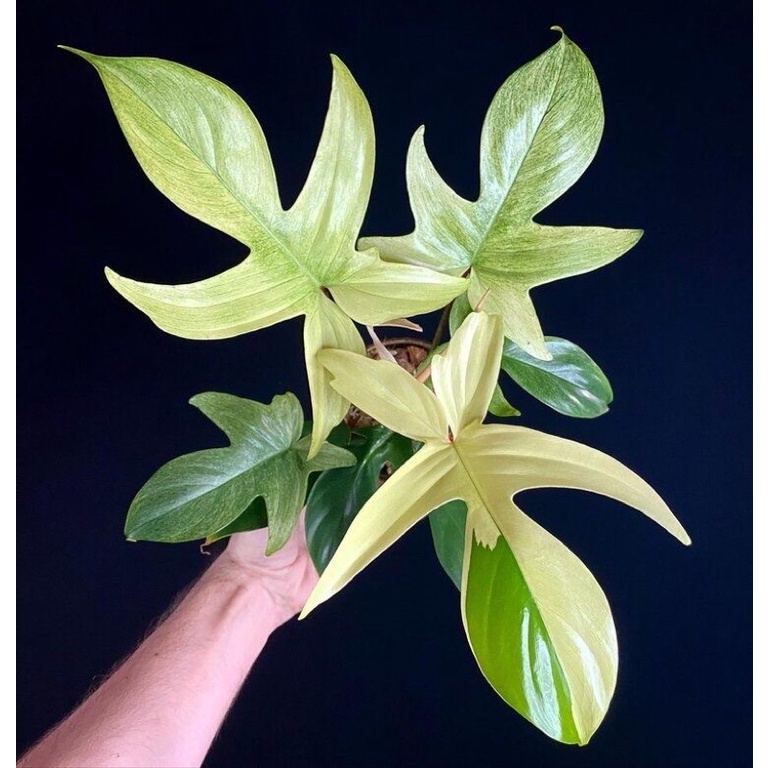 TANAMAN HIAS PHILODENDRON FLORIDA GHOST MINT TANAMAN FLORIDA GHOST MIN BERKUALITAS BUNGA TERAWAT