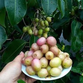 Bibit Tanaman Buah Juwet Putih @_@