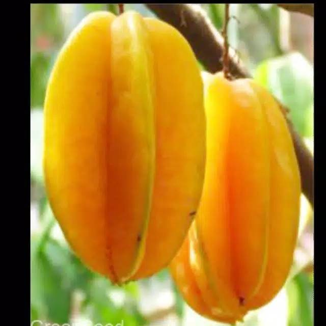 

Buah belimbing|belimbing mateng|buah segar|buah segar bandung