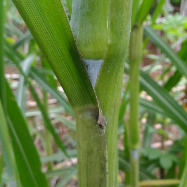 Bibit rumput pakchong